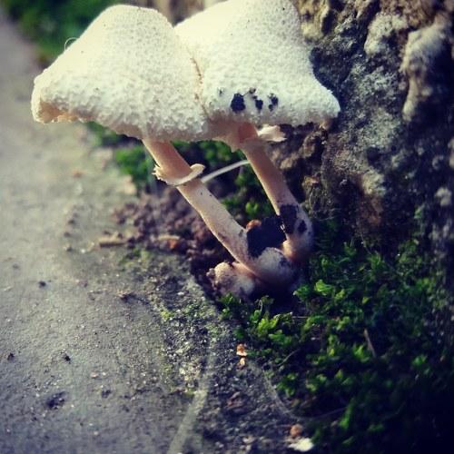 Mushrooms