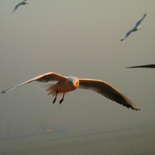 Fly freedom