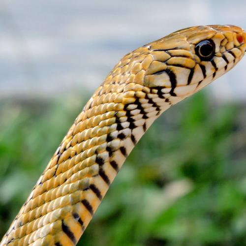 Snake of Snake charmers