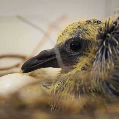 New Born Caring