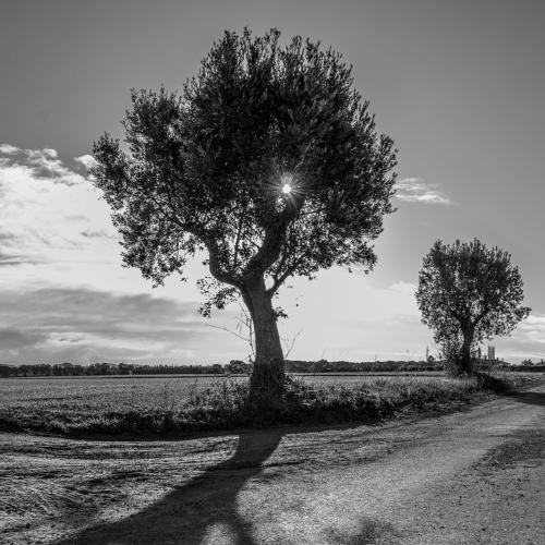 Shadow Dark Tree