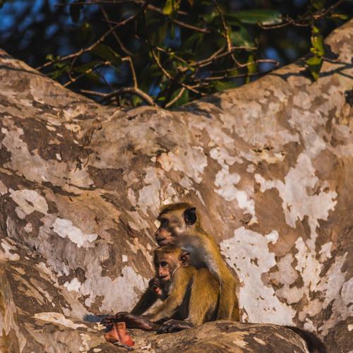 Monkey mother and baby