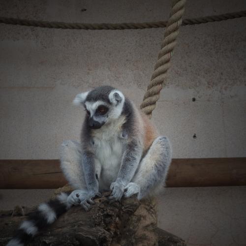 Madagascar Monkey (MAKI ) @ The Zoo