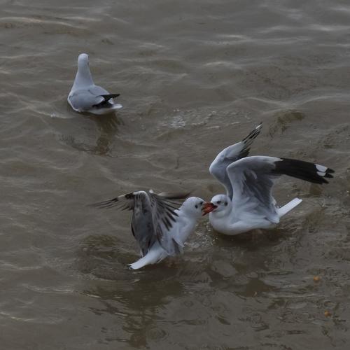 Seagulls eating foods