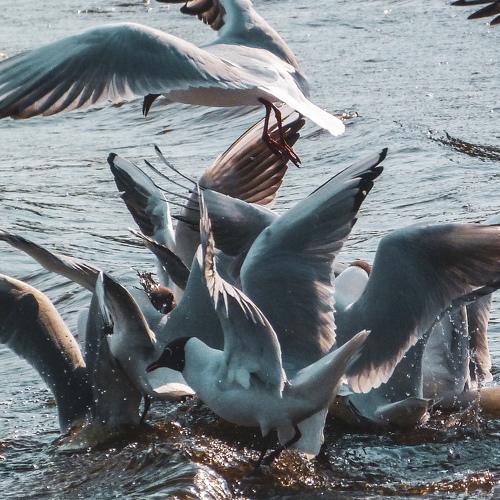 Crowded