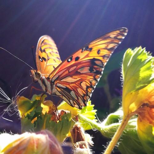 Efecto mariposa