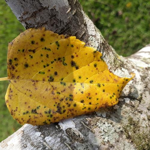 Autumn in the heart