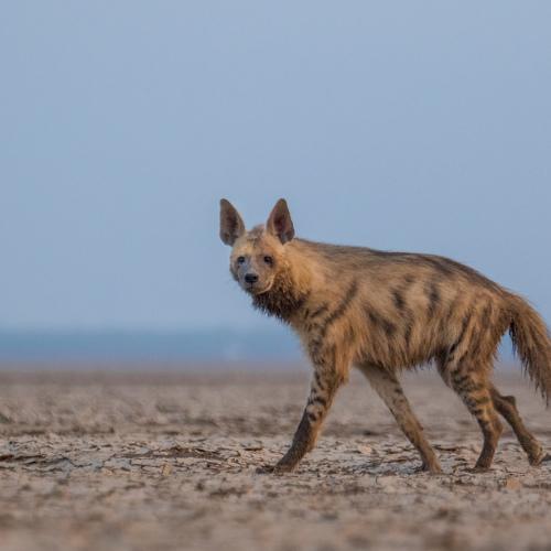 indian Striped Hyena