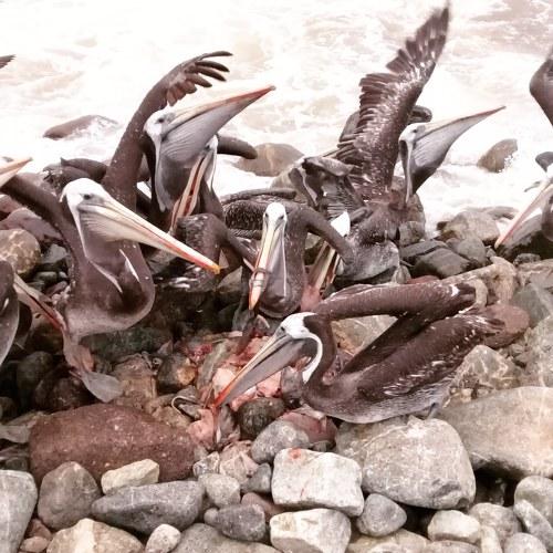 Pelicanos comiendo