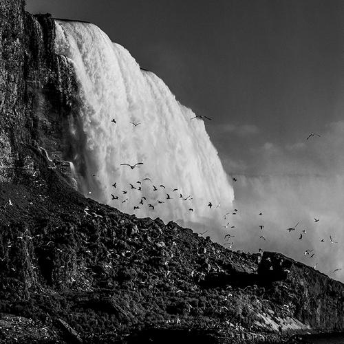 BIRDS OF NIAGARA FALLS