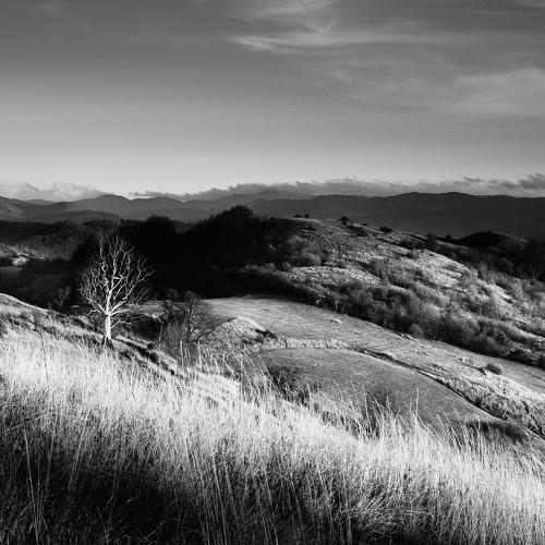 The lonely tree