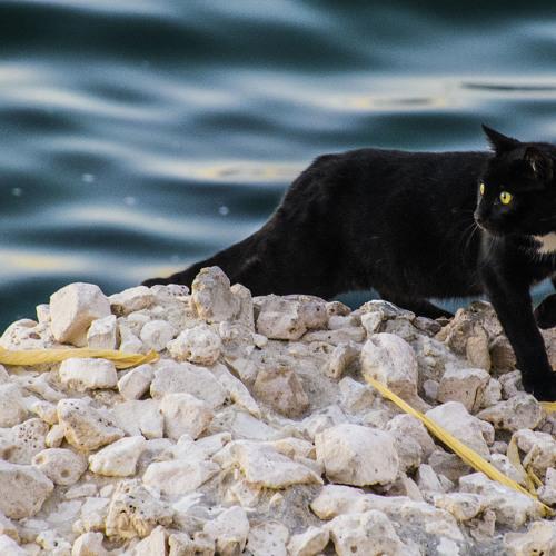BLACK CAT