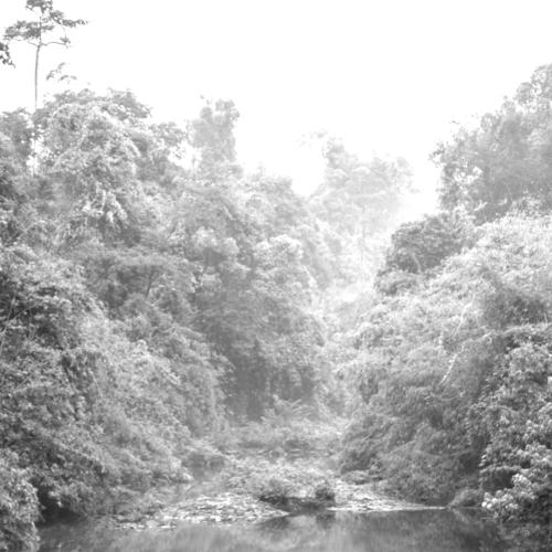 The Silent Power of Forest