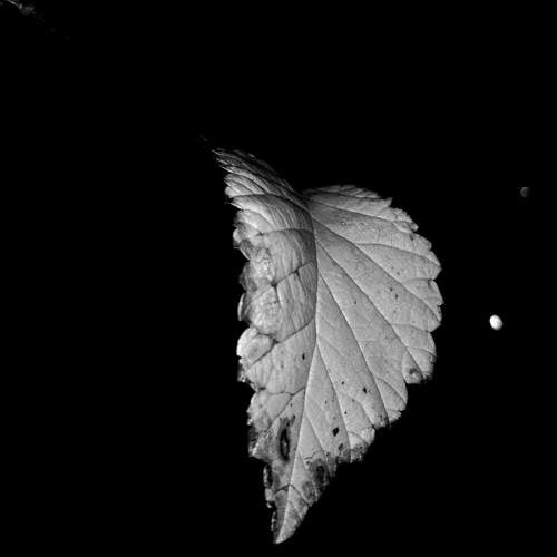 Lonely leaf