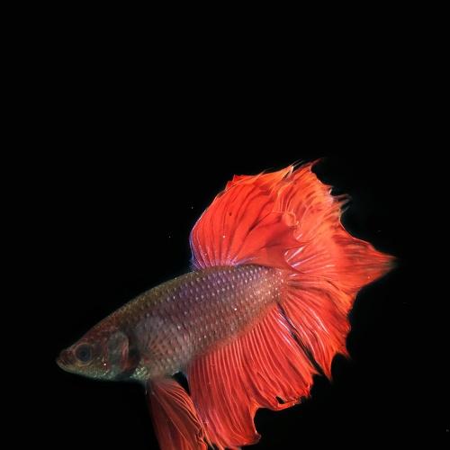 betta fish