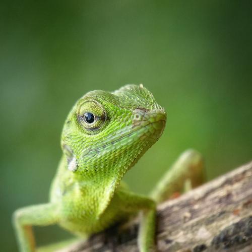 lizard