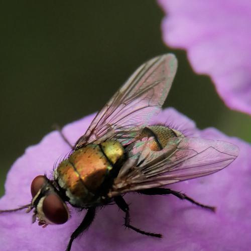 Fly on rest