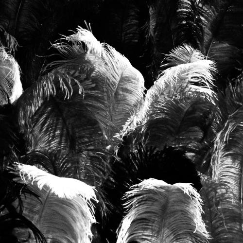 Photo #3191302