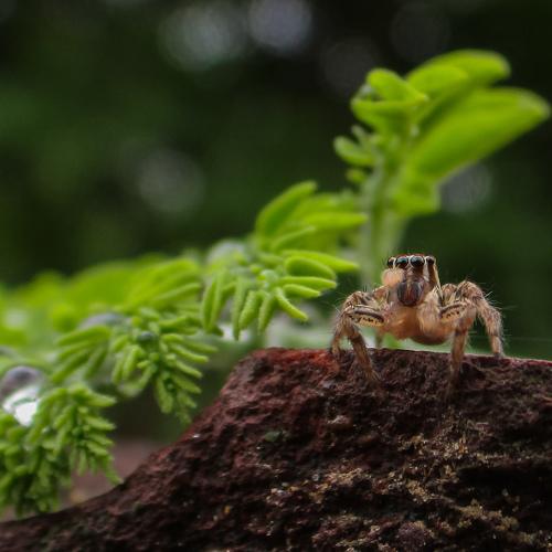 Two-Striped Male Spider