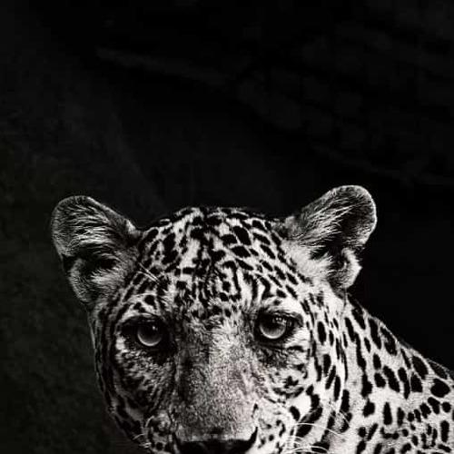 Jungle