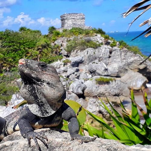 Iguana