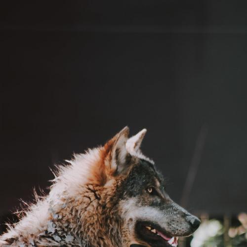 Gray wolf
