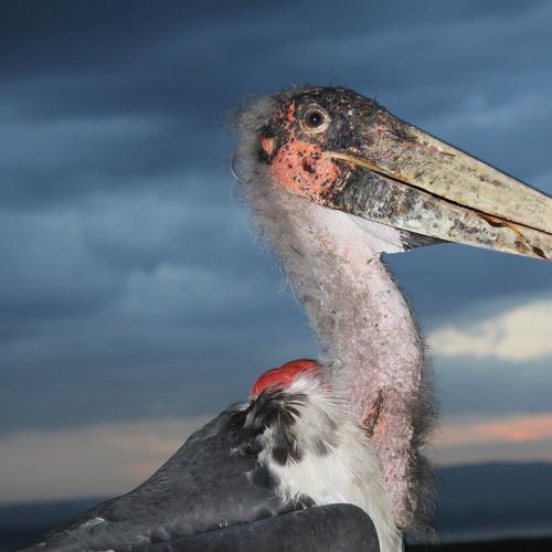 bird beak