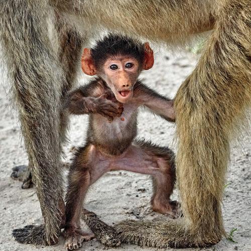 Я красавчик?