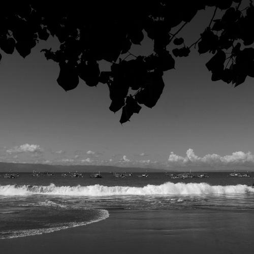 Natural curtains on the beach.