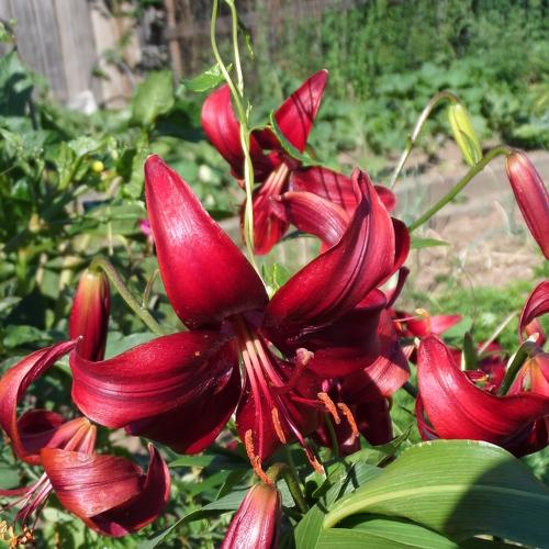 Photo #3197634