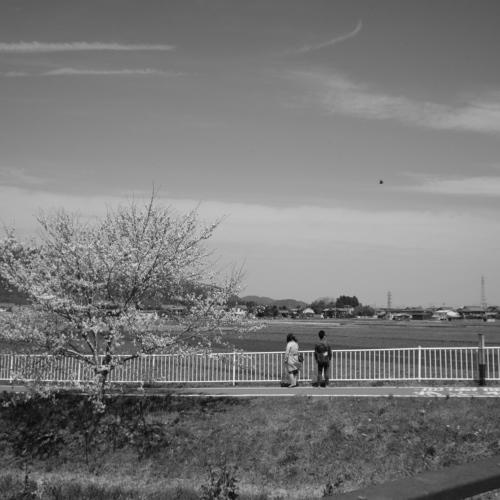 Sakura Viewing