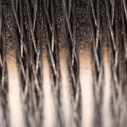 Iron Roots