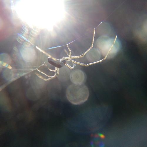 Spider