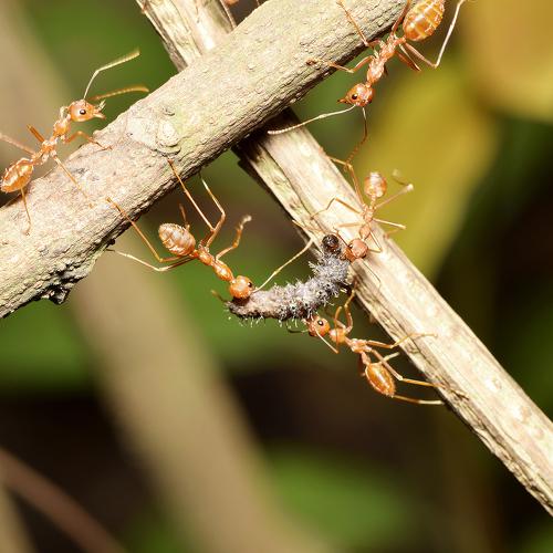 Team Work