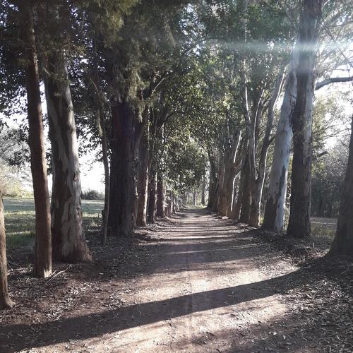 an afternoon in the woods