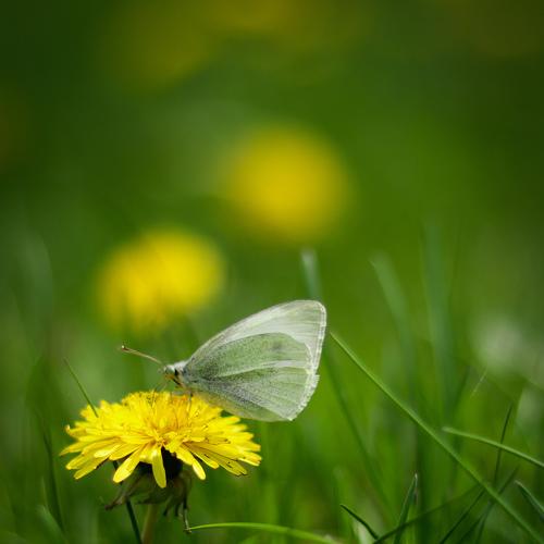 Photo #3198937