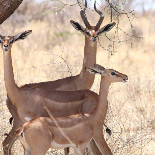 Photo #3199488