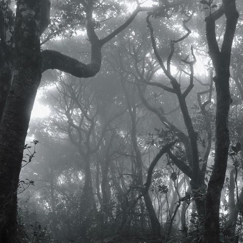 Into the wild..
