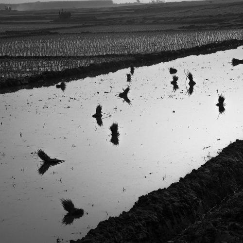 Flying birds
