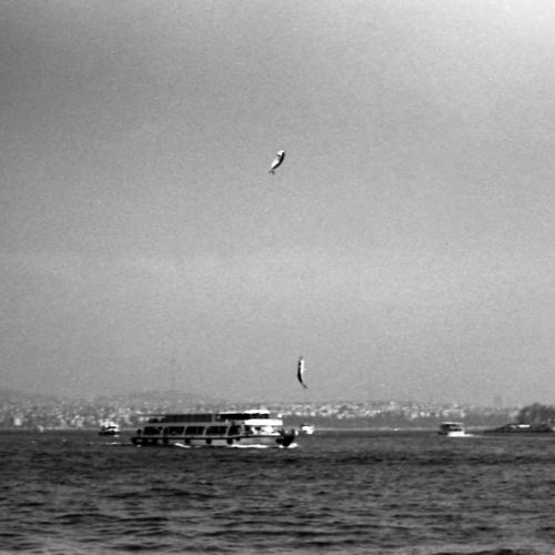 Fish of Istanbul