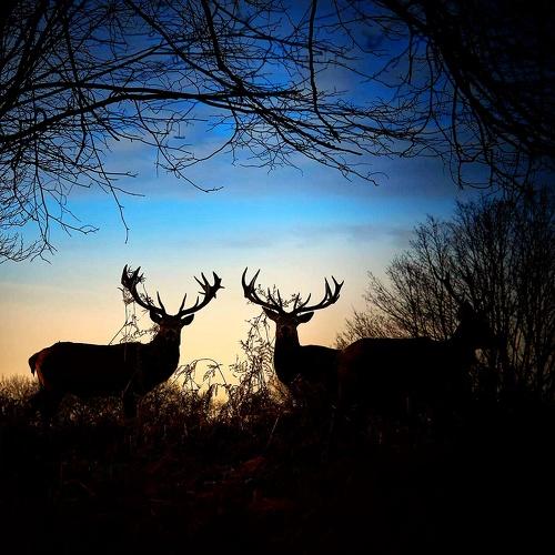 Brothers