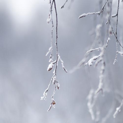 Winter silence