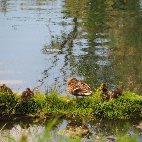mother duck