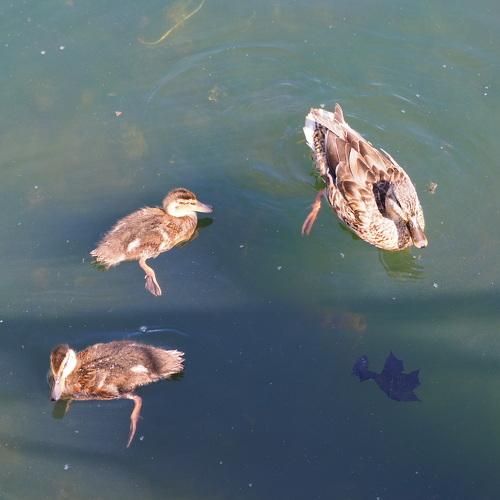 mother duck