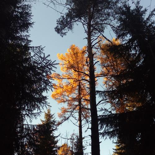 Photo #3203965