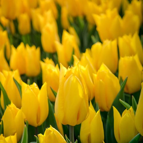 Lale Tulip