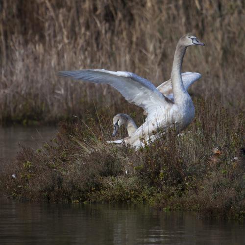 Safe under the wings