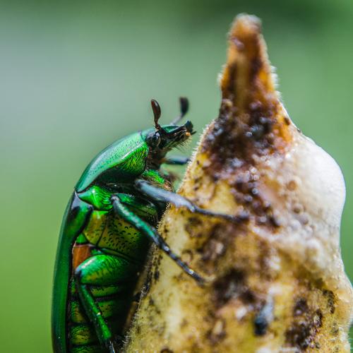 Green Devil