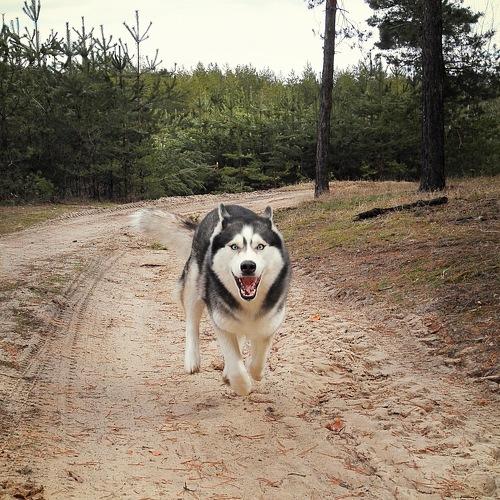 Siberian Husky in Motion