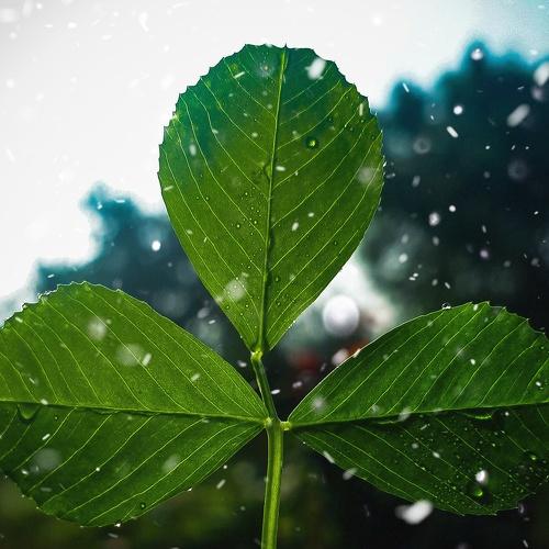 Clover